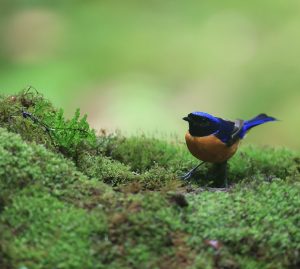 Rufous-bellied Niltava, 棕腹仙鹟, Niltava sundara-gallery-