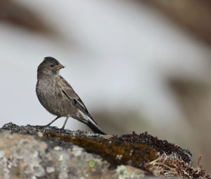 Brandt’s Mountain Finch, 高山岭雀, Leucosticte brandti-gallery-