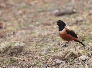 Kessler’s Thrush, 棕背黑头鸫, Turdus kessleri-gallery-