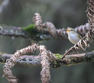 Kloss’s Leaf Warbler, 白斑尾柳莺, Phylloscopus ogilviegranti-gallery-