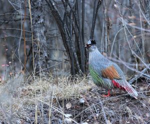 Blood Pheasant, 血雉, Ithaginis cruentus-gallery-