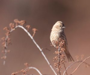 Pink-rumped Rosefinch, 曙红朱雀, Carpodacus waltoni-gallery-