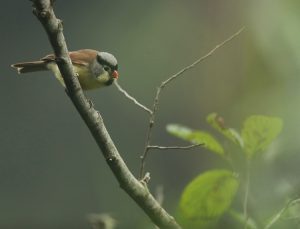 Grey-headed Parrotbill, 灰头鸦雀, Psittiparus gularis-gallery-