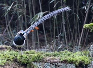 Lady Amherst’s Pheasant, 白腹锦鸡, Chrysolophus amherstiae-gallery-