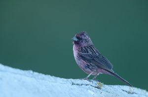 Pink-rumped Rosefinch, 曙红朱雀, Carpodacus waltoni-gallery-