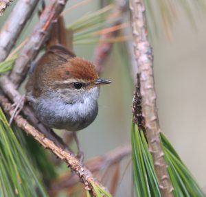 Grey-sided Bush Warbler, 棕顶树莺, Cettia brunnifrons-gallery-