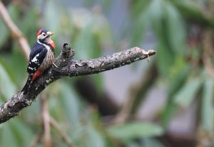 Crimson-breasted Woodpecker, 赤胸啄木鸟, Dryobates cathpharius-gallery-