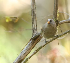 Great Parrotbill, 红嘴鸦雀, Conostoma aemodium-gallery-