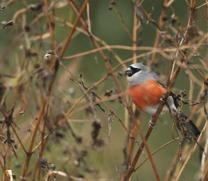 Grey-headed Bullfinch, 灰头灰雀, Pycnonotus priocephalus-gallery-