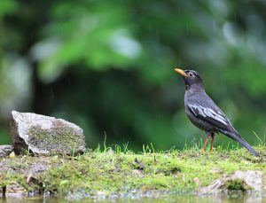 Grey-winged Blackbird, 灰翅鸫, Turdus boulboul-gallery-