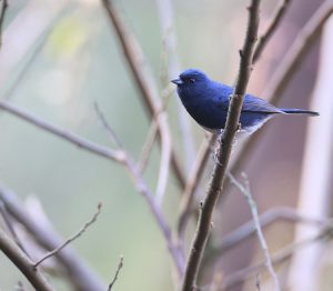 Slaty Bunting, 蓝鹀, Emberiza siemsseni-gallery-