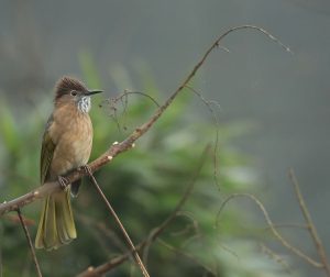 Mountain Bulbul, 绿翅短脚鹎, Ixos mcclellandii-gallery-