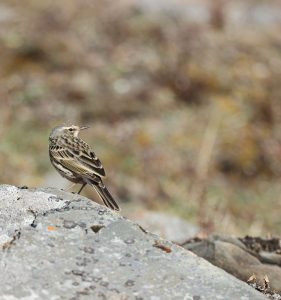 Rosy Pipit, 粉红胸鹨, Anthus roseatus-gallery-