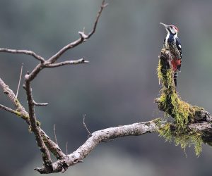 White-backed Woodpecker, 白背啄木鸟, Dendrocopos leucotos-gallery-