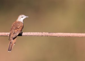 Banded Bay Cuckoo, 栗斑杜鹃, Cacomantis sonneratii-gallery-