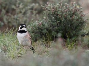 Horned Lark, 角百灵, Eremophila alpestris-gallery-