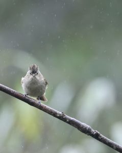 Yellow-browed Tit, 黄眉林雀, Sylviparus modestus-gallery-