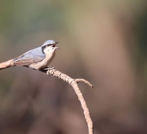 Yunnan Nuthatch, 滇䴓, Sitta yunnanensis-gallery-