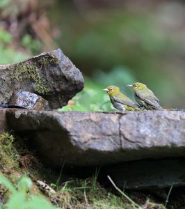 Chestnut-flanked White-eye, 红胁绣眼鸟, Zosterops erythropleurus-gallery-