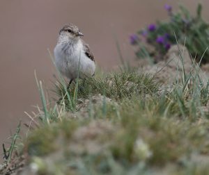 Ground Tit, 地山雀, Pseudopodoces humilis-gallery-