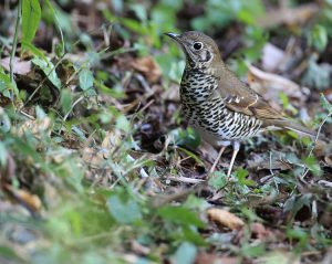 Long-tailed Thrush, 长尾地鸫, Zoothera dixoni-gallery-