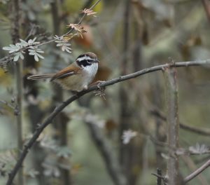 White-browed Fulvetta, 白眉雀鹛, Fulvetta vinipectus-gallery-