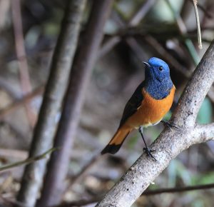 Blue-fronted Redstart, 蓝额红尾鸲, Phoenicurus frontalis-gallery-