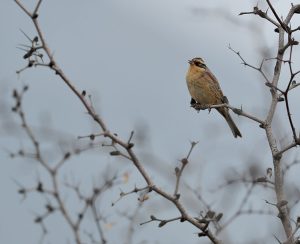 Siberian Accentor, 棕眉山岩鹨, Prunella montanella-gallery-