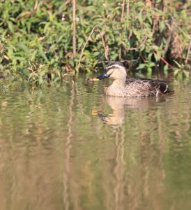 Eastern Spot-billed Duck, 斑嘴鸭, Anas zonorhyncha-gallery-