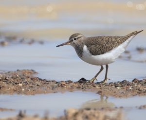 Common Sandpiper, 矶鹬, Actitis hypoleucos-gallery-