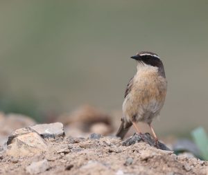 Brown Accentor, 褐岩鹨, Prunella fulvescens-gallery-