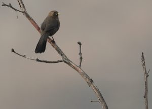 Plain Laughingthrush, 山噪鹛, Pterorhinus davidi-gallery-