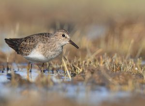 Temminck’s Stint, 青脚滨鹬, Calidris temminckii-gallery-