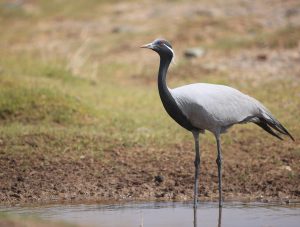 Demoiselle Crane, 蓑羽鹤, Grus virgo-gallery-