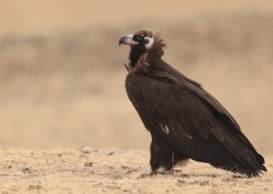 Cinereous Vulture, 秃鹫, Aegypius monachus-gallery-