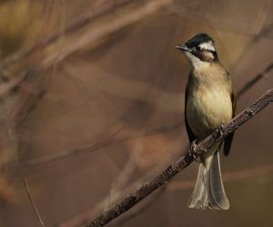 Light-vented Bulbul, 白头鹎, Pycnonotus sinensis-gallery-