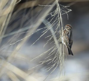 Common Reed Bunting, 芦鹀, Emberiza schoeniclus-gallery-