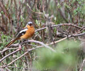 Przevalski’s Redstart, 贺兰山红尾鸲, Phoenicurus alaschanicus-gallery-