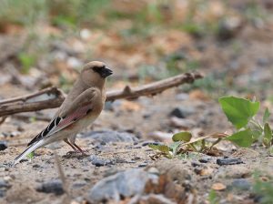 Desert Finch, 巨嘴沙雀, Rhodospiza obsoleta-gallery-