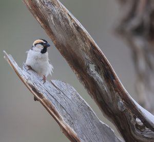 Saxaul Sparrow, 黑顶麻雀, Passer ammodendri-gallery-