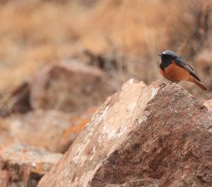 Black Redstart, 赭红尾鸲, Phoenicurus ochruros-gallery-