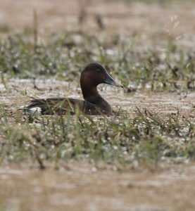 Ferruginous Duck, 白眼潜鸭, Aythya nyroca-gallery-