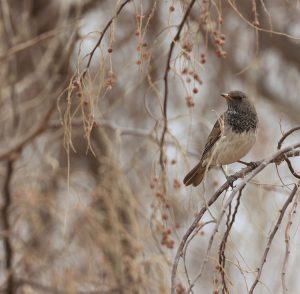 Black-throated Thrush, 黑颈鸫, Turdus atrogularis-gallery-