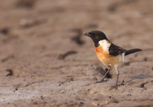 Siberian Stonechat, 黑喉石䳭, Saxicola maurus-gallery-