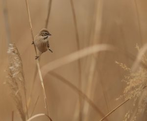 Pallas’s Reed Bunting, 苇鹀, Emberiza pallasi-gallery-