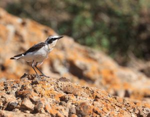 Northern Wheatear, 穗䳭, Oenanthe oenanthe-gallery-