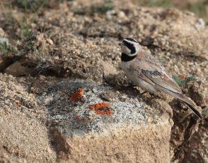 Horned Lark, 角百灵, Eremophila alpestris-gallery-