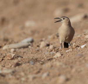 Henderson’s Ground Jay, 黑尾地鸦, Podoces hendersoni-gallery-