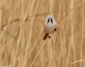 Bearded Reedling, 文须雀, Panurus biarmicus-gallery-