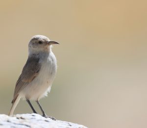 Ground Tit, 褐背拟地鸦, Pseudopodoces humilis-gallery-